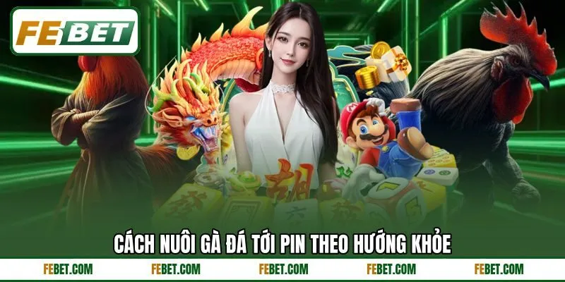 Cách nuôi gà đá tới pin theo hướng khỏe