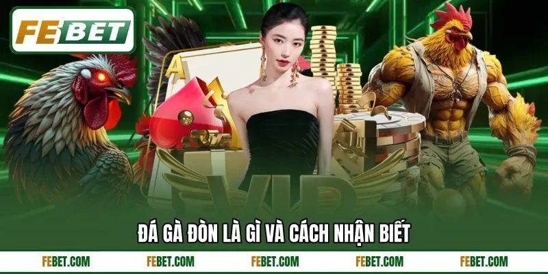 Đá gà đòn là gì và cách nhận biết